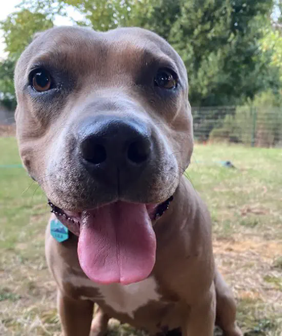 Lila